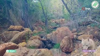 Muğla’da kaydedildi! Heyecan yaratan görüntüler