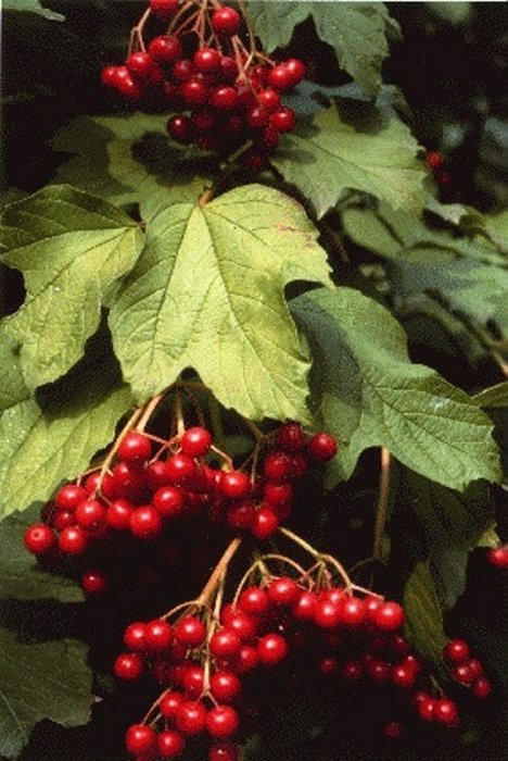 Gilaburu neye iyi gelir? Gilaburunun faydaları nelerdir?