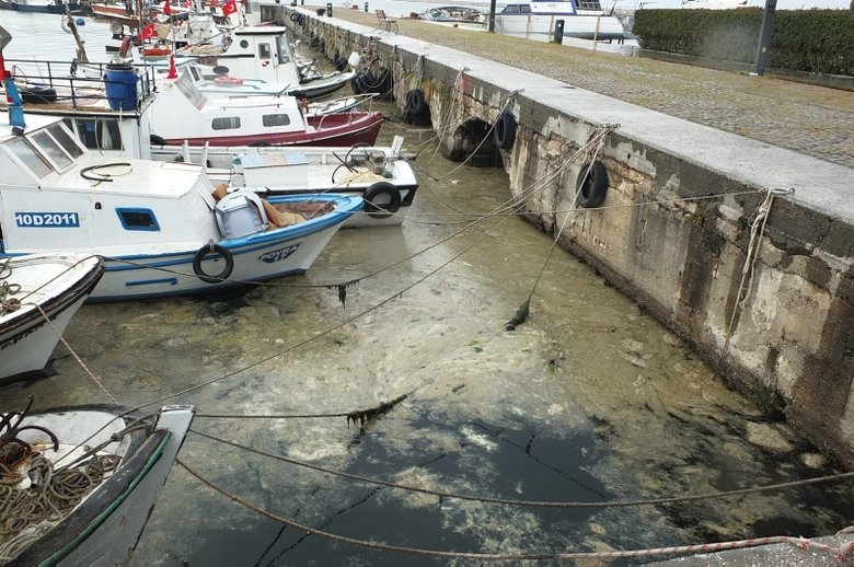 Balıkesir’de müsilaj binlerce balık ölümüne neden oldu