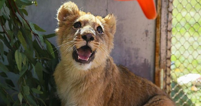 Tasmasından kurtarılan Eva, doğal yaşam parkındaki aslan sürüsüne katılacağı günü bekliyor