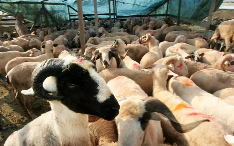 Kurban keserken hangi dualar okunur, nasıl tekbir getirilir, niyet edilir?