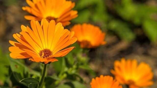 Aynısefa nedir? Aynısefa neye iyi gelir?