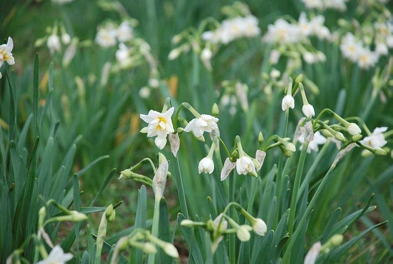 İzmir’i nergis kokusu sardı! Karaburun’da hasat zamanı
