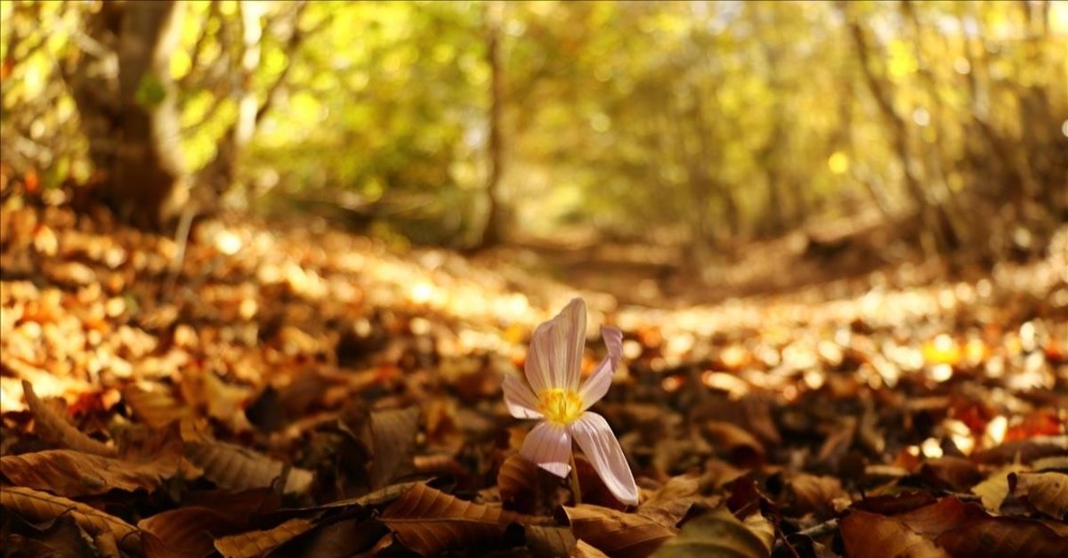 'Sonbaharda mutluluk hormonu üretimi azalıyor’