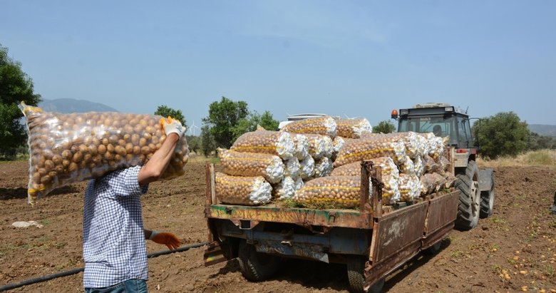 Datça’da mevsimin son patatesleri toplandı
