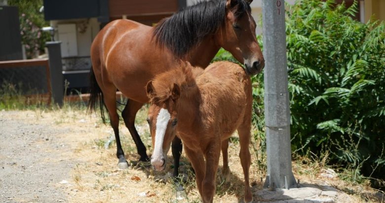 At sürüsünde annesini kaybeden tayın kavuşma anı duygulandırdı