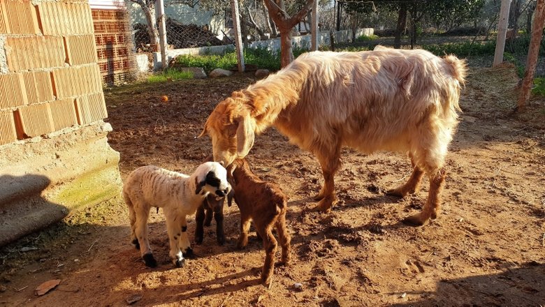 Aydın’da görenleri şaşırtan olay! Bir keçi iki oğlak, bir kuzu doğurdu