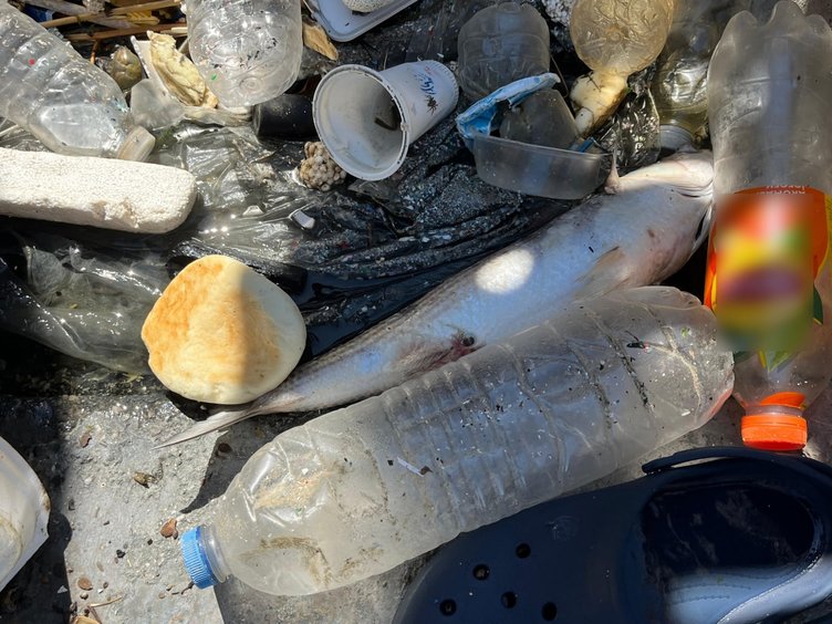 İzmir’in kanayan yarası: Körfezin kokusu vatandaşı bezdirdi