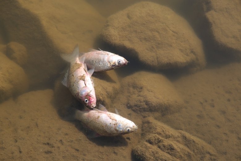 Kula Göleti’nde su çekildi, binlerce balık telef oldu