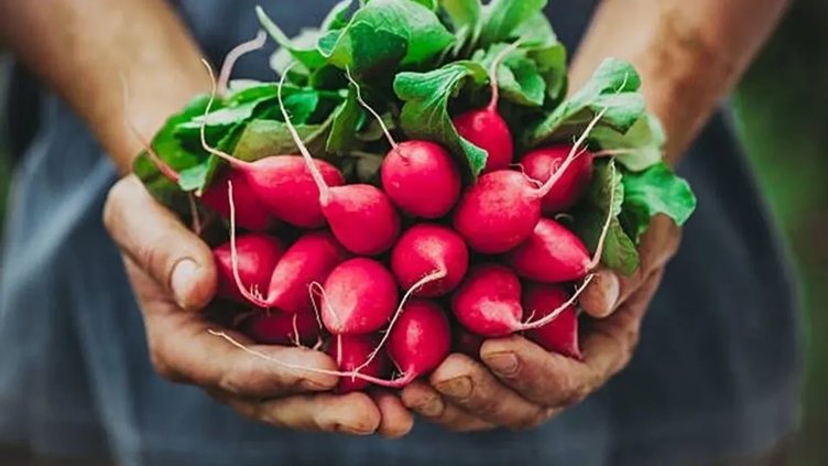 Sağlığınız için doğal bir mucize! Turpu nasıl tüketmeliyiz?