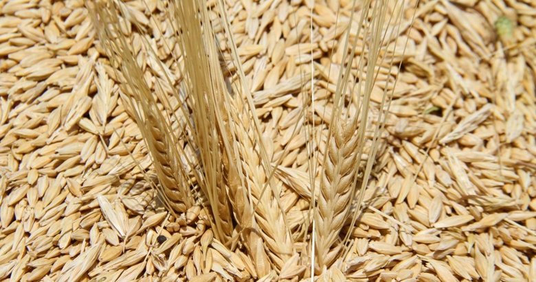 Sertifikalı tohum üretimi 1,3 milyon tona ulaştı