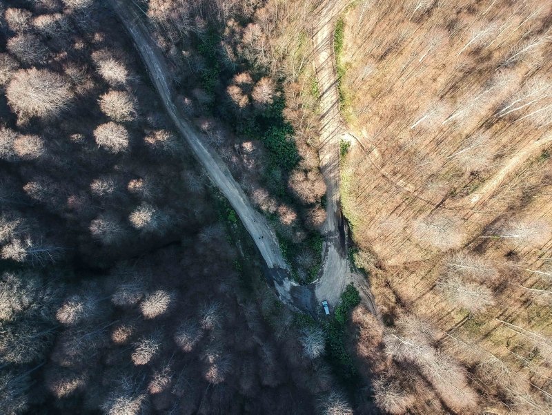 Kütahya’da Domaniç Dağları’nda ormanı istila eden tırtıllar ağaçlarda yaprak bırakmadı