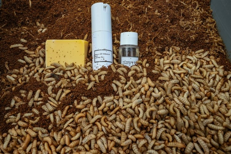 Sinek larvasından kozmetik ürünü! İzmir’deki üniversitede geliştirildi