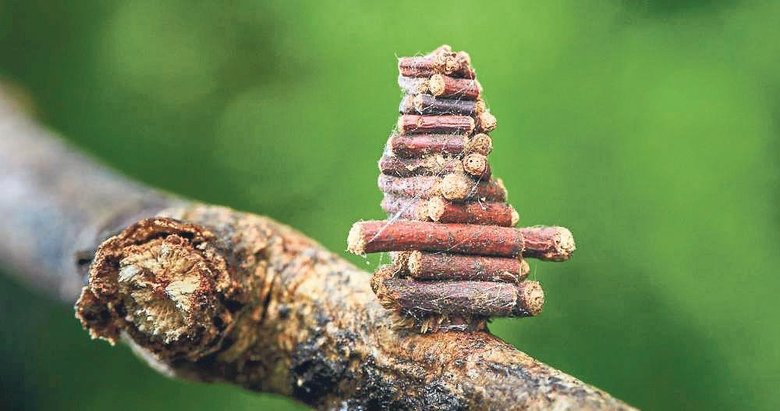 Evlerini sırtında taşıyan doğanın küçük mimarları