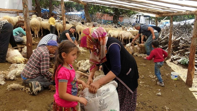 Yörüklerin geleneksel koyun kırkımı şölen havasında yapılıyor