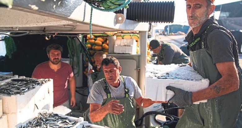 İzmir’de Sardalya bolluğu