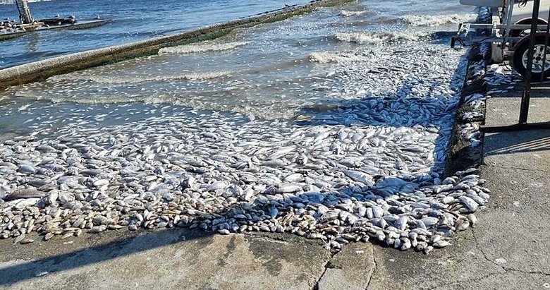 Körfez’deki kirlilik için korkutan uyarı: Koku devam ederse insanlarda sağlık sorunu oluşturabilir