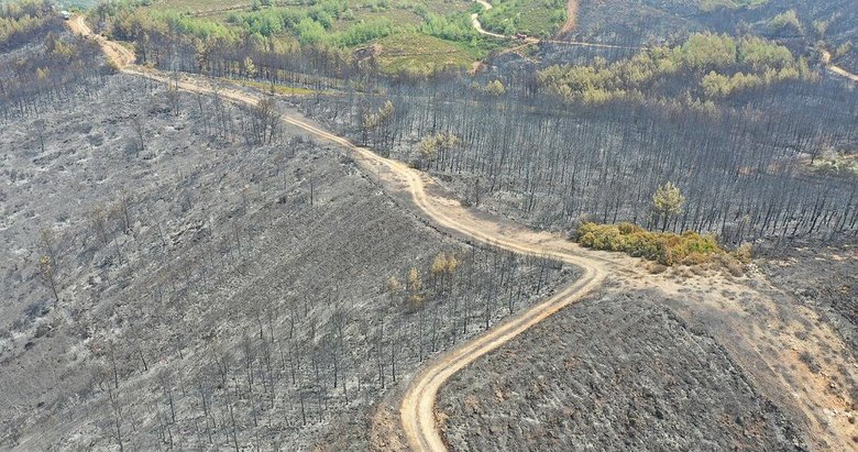 Milas’ta 50 hektar tarım ve orman arazisi yandı