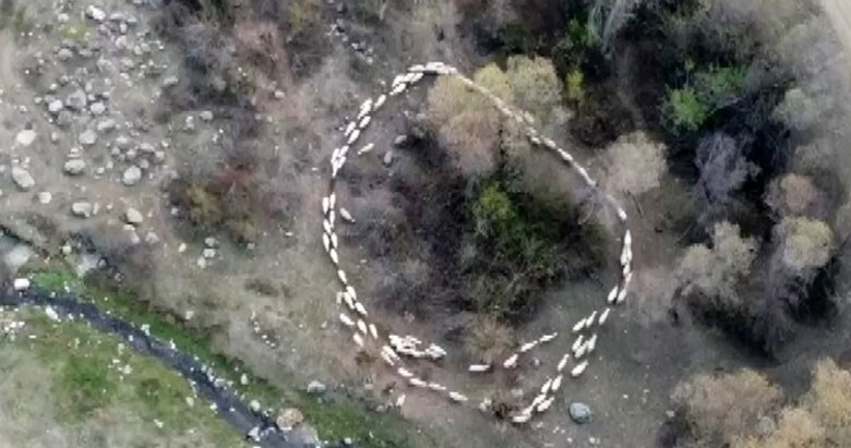 Çin’de çember yapıp dönen koyunlar Afyonkarahisar’da da görüldü! Görüntüler hayrete düşürdü