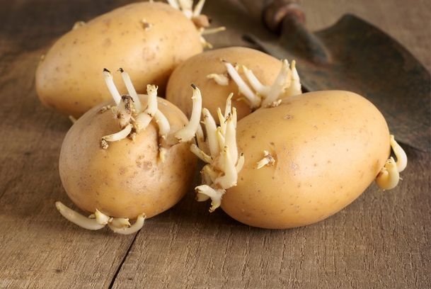 Sakın yemeyin! Bu patateslere dikkat edin zehir saçıyor: Mide bulantısı, ishal, kusma..