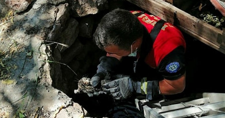 marmaris te zehirli yilan ve yavru kedi