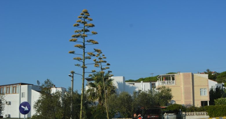 100 yıllık ömründe ilk ve son kez çiçek açtı! Bu kez Ayvalık’ta ortaya çıktı