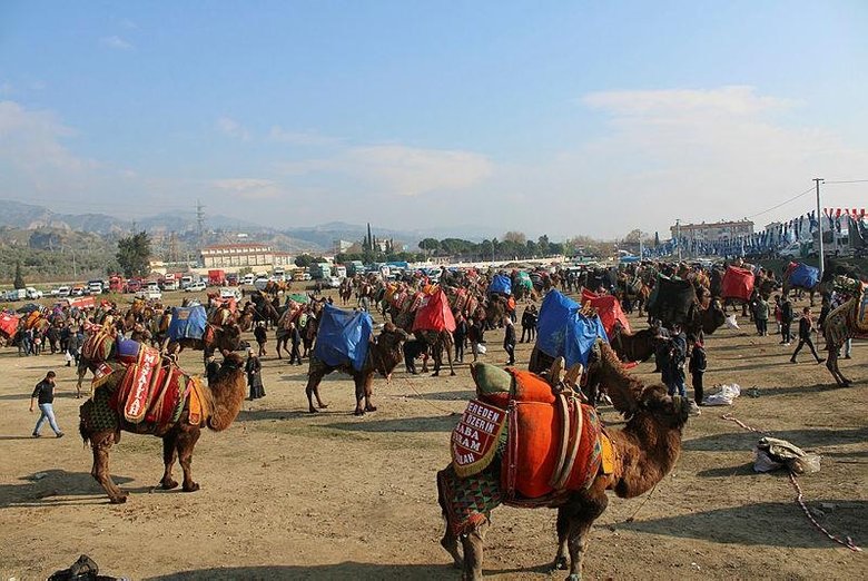 Deve güreşi sezonu geldi! Arenaya değil sanki podyuma çıkıyorlar