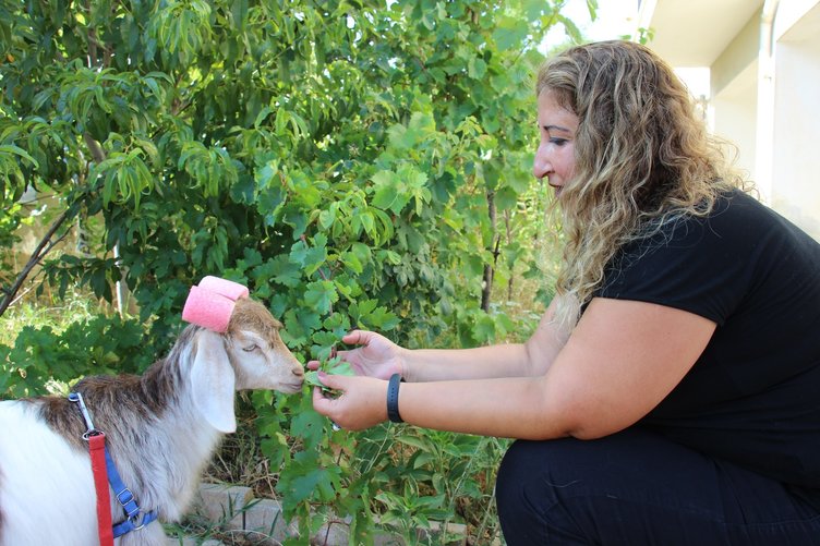 Ninja keçi demlik demlik çay içiyor, çaysız duramıyor!