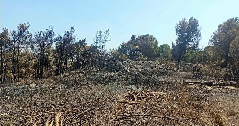 Foça’da yanan 73 hektarlık ormanlık alan yeniden yeşilendirilecek