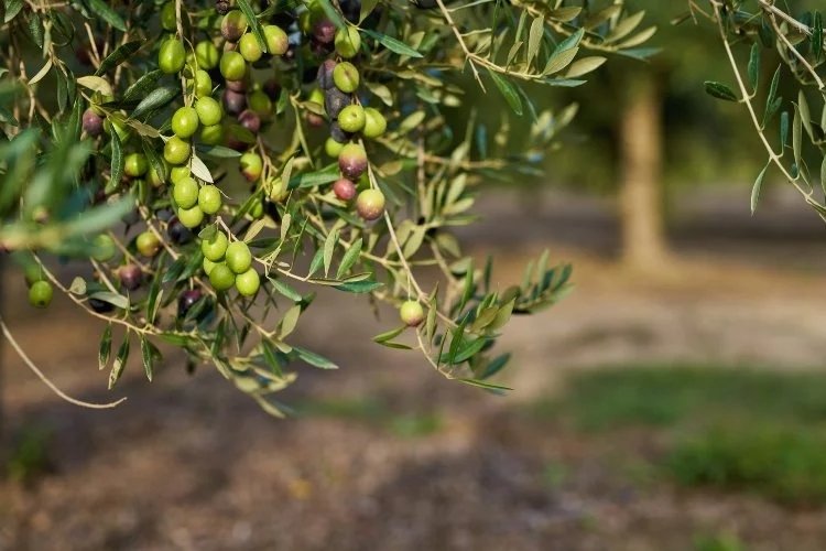 Manisa’daki üreticiler zeytine yöneldi: Üzüm bağları söküldü, zeytin ağaçları dikildi