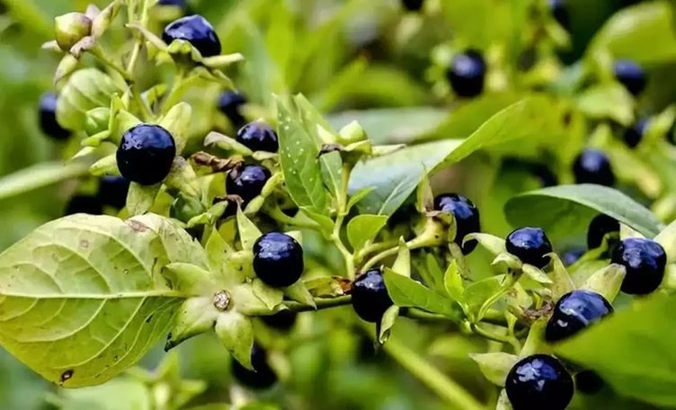 Faydaları var ama kullanımı riskli! Güzelavrat otu nedir?