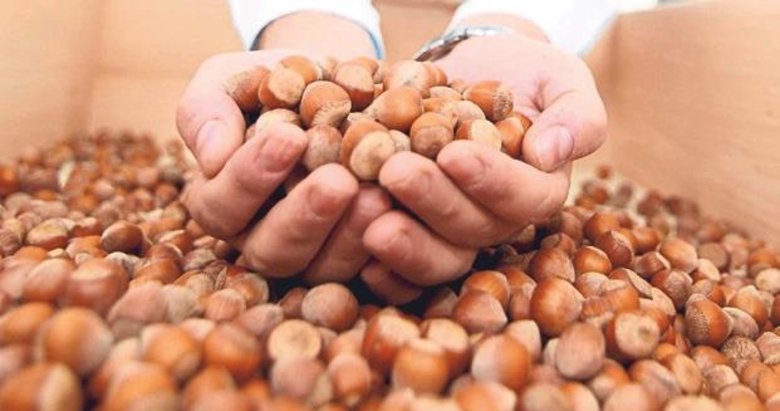 TMO fındık alımına 80 liradan başladı