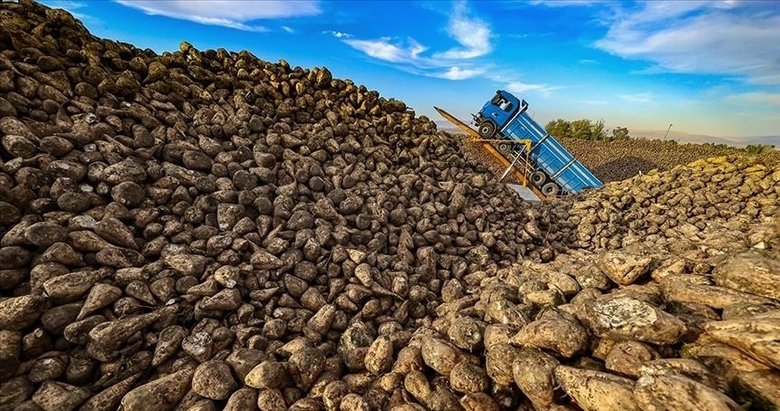 Şeker pancarı alım fiyatı belli oldu