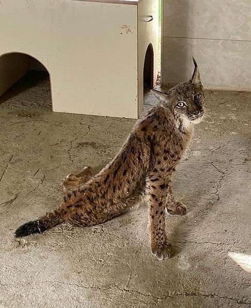 Tüfekle vurulmuş halde bulunan vaşak telef oldu