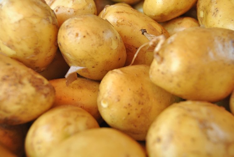 İzmir’de patates hasadı devam ediyor! Patatesin fiyatı hasatla düştü