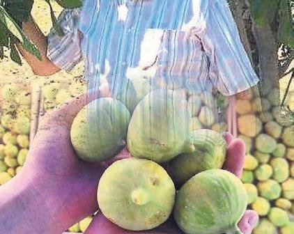 Tireli incircilerin yüksek rekolte beklentisi