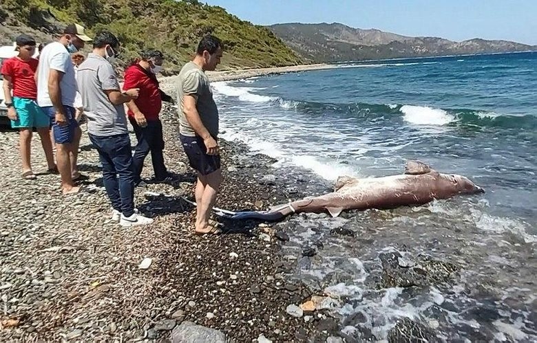 Datça’da dev köpek balığı! Gören gözlerine inanamadı