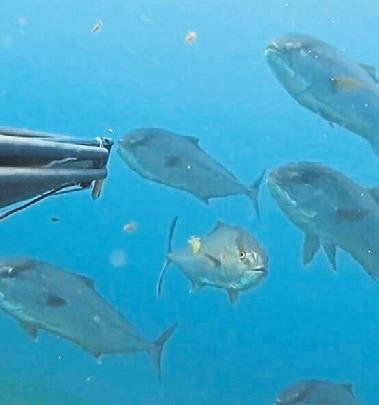 Rekortmen dalgıca akya sürüsü sürprizi