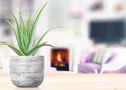 Evin havasını temizleyen güzeller