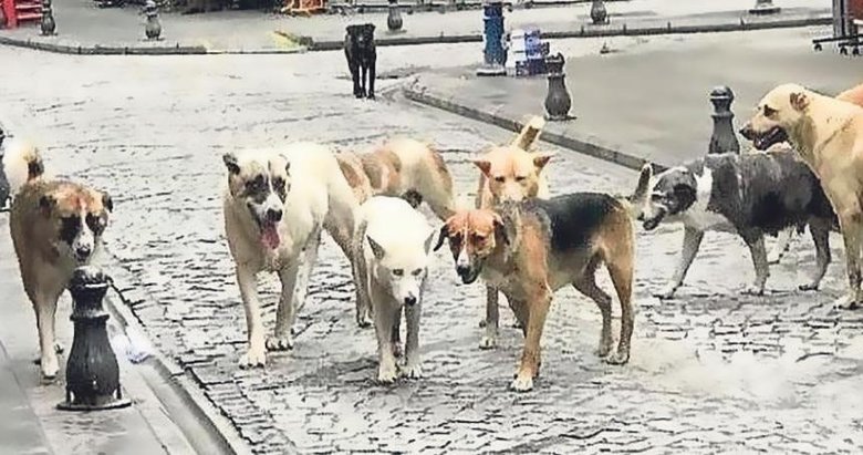 Sokak köpeğinin verdiği zararı belediye karşılasın