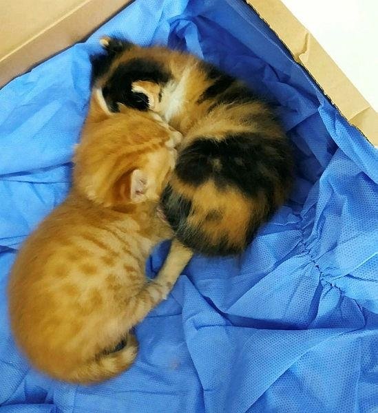 Anne kedi yavrularını doktora getirdi! İzmir�de yürek ısıtan olay