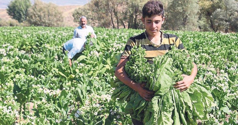 Ege’ye 100 milyon liralık Virginia tütünü piyangosu