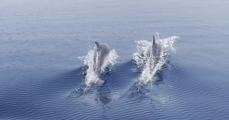 Yunuslar tekneye böyle eşlik etti! Çanakkale’den renkli görüntüler