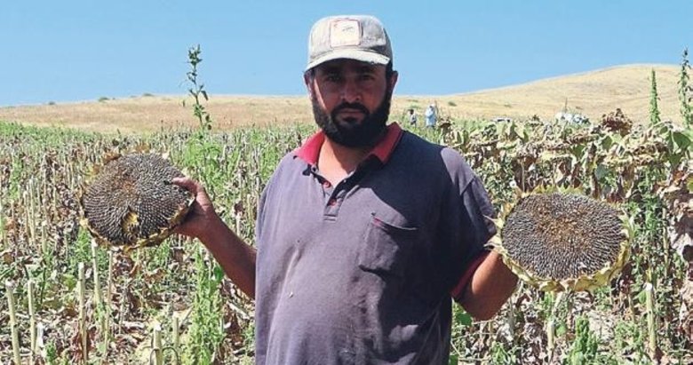 Ayçiçeğini vuran kuraklık çeltikte de endişelendiriyor