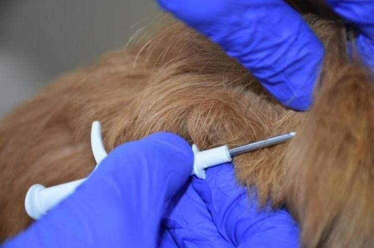 Evcil hayvanı olanlar dikkat: Ceza yemeyin! 3 hafta sonra başlıyor