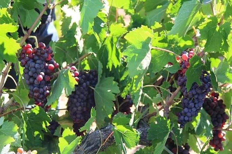 Üzüm hasadında küresel ısınma etkisi! Her zamankinden 1 ay erken başladı