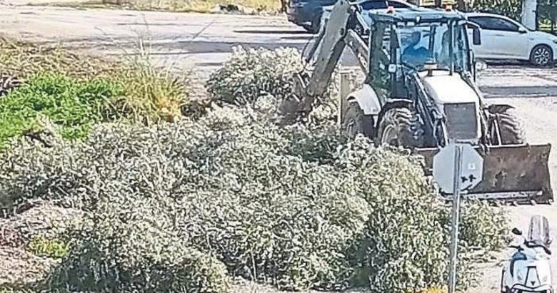Dalaman Belediyesi’nden zeytin ağacı katliamı