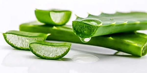 1-yaprakla-gelen-mucize-aloe-veranin-faydalari-nelerdir-aloe-vera-ne-icin-kullanilir-1784987149191.jpeg