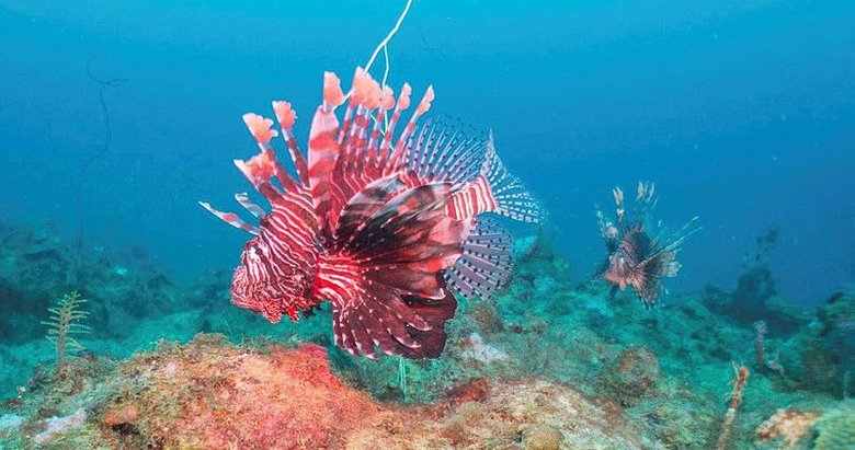 Muğla Dalaman’da istilacı tür olan aslan balıkları görüldü