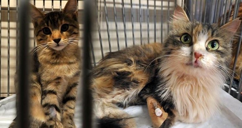 Rıza Bey Apartmanı enkazından 100 saat sonra çıkarıldı!